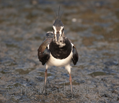 BB 06 0056 / Vanellus vanellus / Vipe